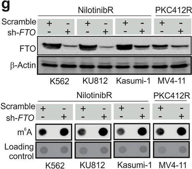 Goat IgG (H+L) Secondary Antibody in Western Blot (WB)