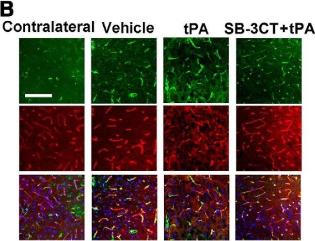 Rat IgG (H+L) Cross-Adsorbed Secondary Antibody in Immunohistochemistry (IHC)