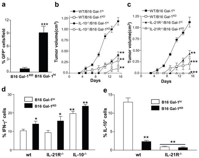 IL-21 Antibody in Immunohistochemistry, Flow Cytometry (IHC, Flow)