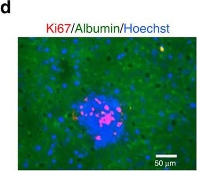 Mouse IgG (H+L) Highly Cross-Adsorbed Secondary Antibody in Immunohistochemistry (Frozen) (IHC (F))