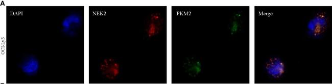 Mouse IgG (H+L) Cross-Adsorbed Secondary Antibody in Immunocytochemistry (ICC/IF)