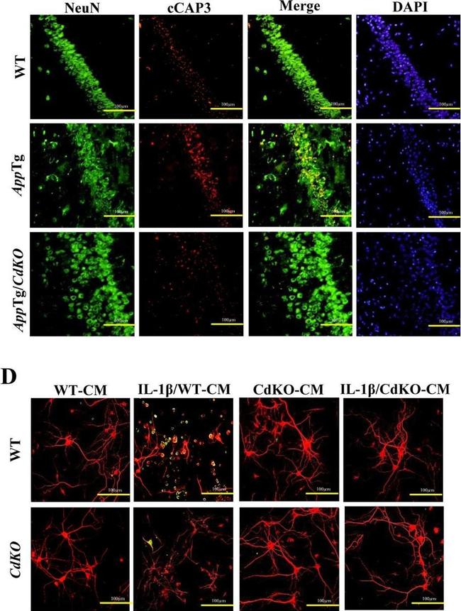 Mouse IgG (H+L) Highly Cross-Adsorbed Secondary Antibody in Immunohistochemistry (IHC)