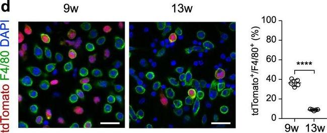 Rat IgG (H+L) Highly Cross-Adsorbed Secondary Antibody in Immunocytochemistry (ICC/IF)