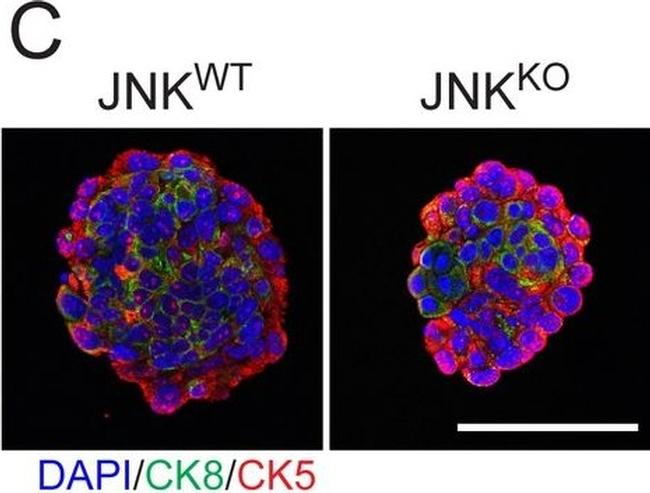 Rat IgG (H+L) Cross-Adsorbed Secondary Antibody in Immunohistochemistry (IHC)