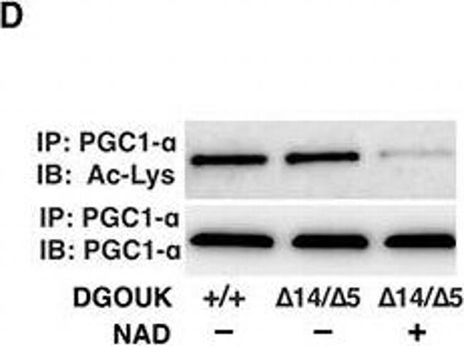 Mouse IgG (H+L) Secondary Antibody in Western Blot (WB)