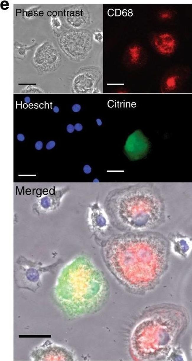 Mouse IgG (H+L) Cross-Adsorbed Secondary Antibody in Immunocytochemistry (ICC/IF)