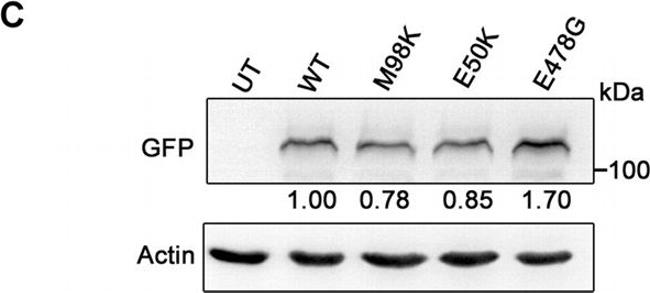 Rat IgG (H+L) Secondary Antibody in Western Blot (WB)