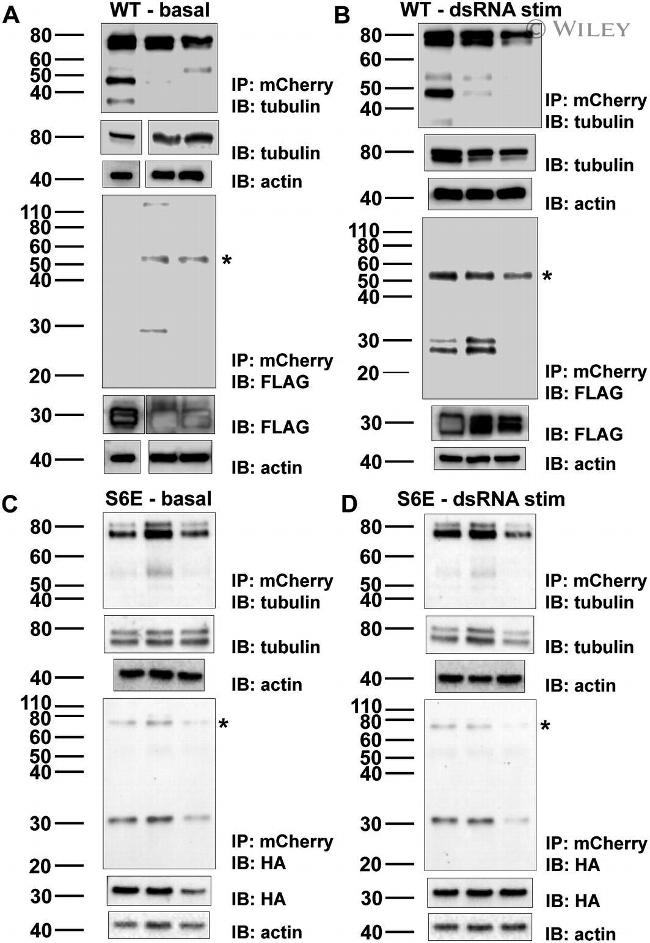 mCherry Antibody in Immunoprecipitation (IP)