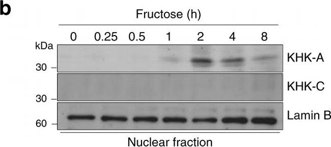 Rabbit IgG (H+L) Cross-Adsorbed Secondary Antibody in Western Blot (WB)