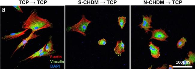 Mouse IgG (H+L) Cross-Adsorbed Secondary Antibody in Immunocytochemistry (ICC/IF)