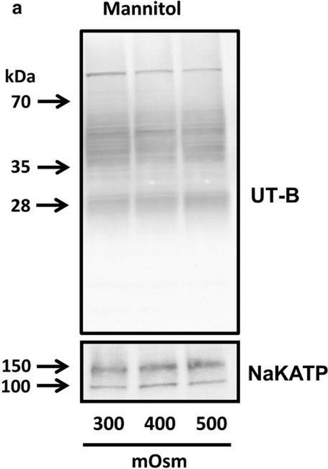 Mouse IgG (H+L) Secondary Antibody in Western Blot (WB)