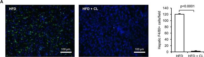 Rat IgG (H+L) Cross-Adsorbed Secondary Antibody in Immunohistochemistry (IHC)