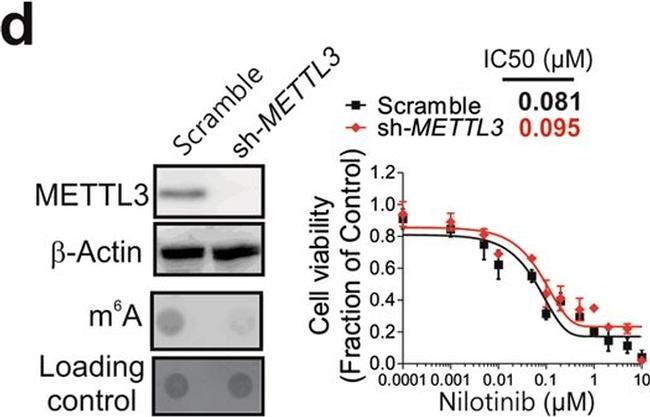 Goat IgG (H+L) Secondary Antibody in Western Blot (WB)