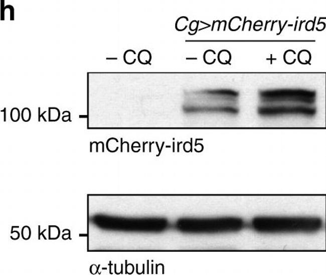 Mouse IgG (H+L) Secondary Antibody in Western Blot (WB)