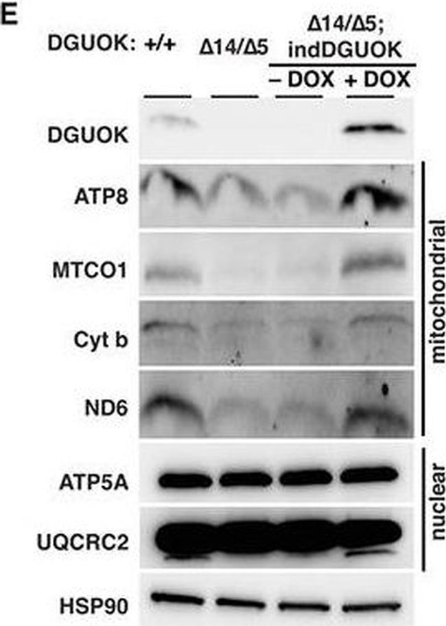 Rabbit IgG (H+L) Secondary Antibody in Western Blot (WB)