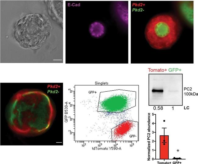 Mouse IgG (H+L) Cross-Adsorbed Secondary Antibody in Immunocytochemistry (ICC/IF)