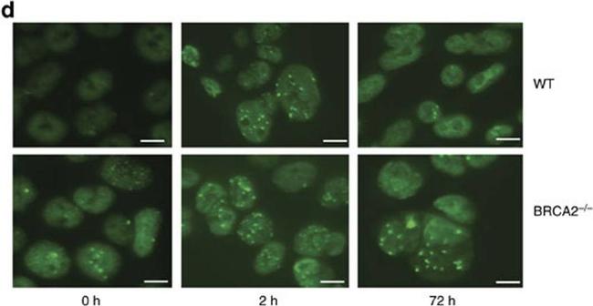 Rat IgG (H+L) Cross-Adsorbed Secondary Antibody in Immunocytochemistry (ICC/IF)