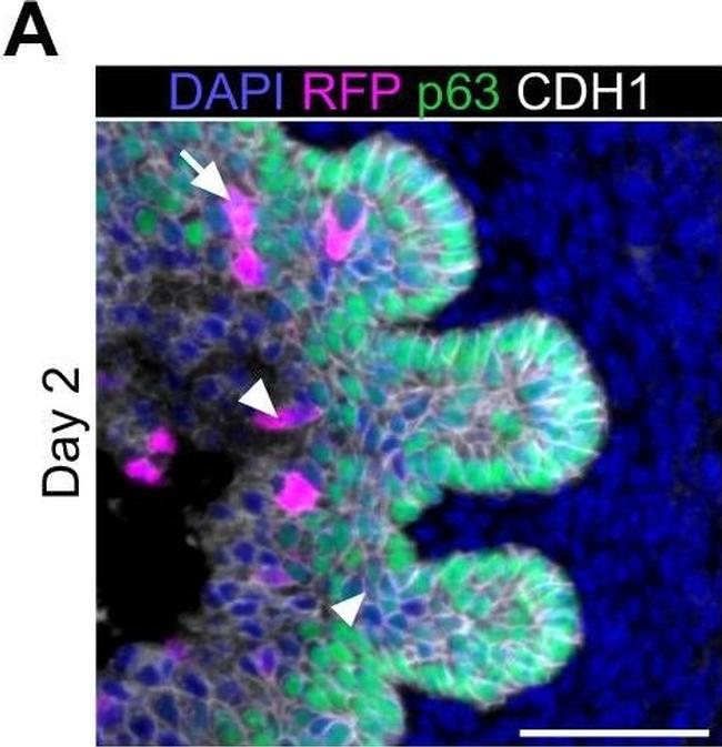 Goat IgG (H+L) Cross-Adsorbed Secondary Antibody in Immunohistochemistry (Paraffin) (IHC (P))