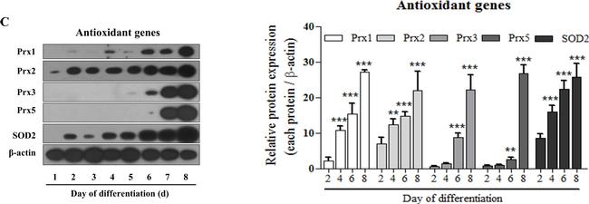 Rabbit IgG (H+L) Secondary Antibody in Western Blot (WB)