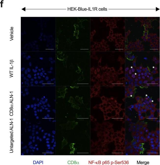 Mouse IgG (H+L) Highly Cross-Adsorbed Secondary Antibody in Immunocytochemistry (ICC/IF)