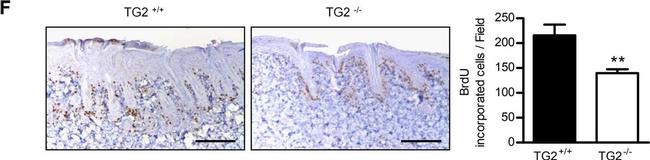 Mouse IgG (H+L) Secondary Antibody in Immunohistochemistry (IHC)