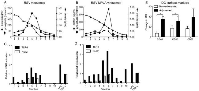 CD80 (B7-1) Antibody in Flow Cytometry (Flow)