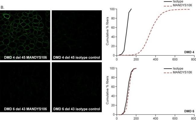 Mouse IgG (H+L) Highly Cross-Adsorbed Secondary Antibody in Immunohistochemistry (Frozen) (IHC (F))