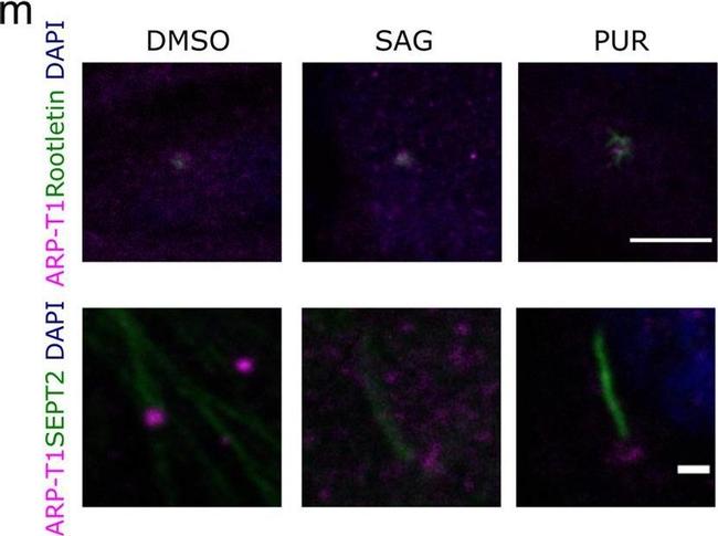 Mouse IgG (H+L) Cross-Adsorbed Secondary Antibody in Immunocytochemistry (ICC/IF)