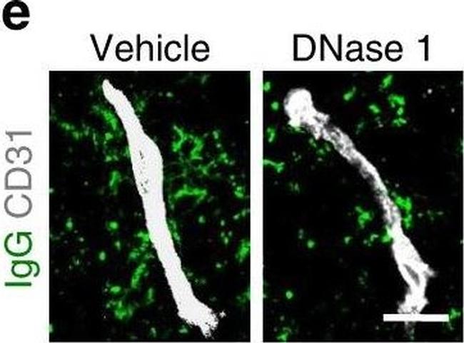 Mouse IgG (H+L) Highly Cross-Adsorbed Secondary Antibody in Immunohistochemistry (Frozen) (IHC (F))