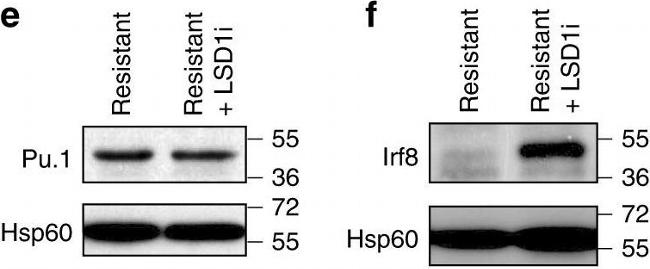 Rabbit IgG (H+L) Secondary Antibody in Western Blot (WB)