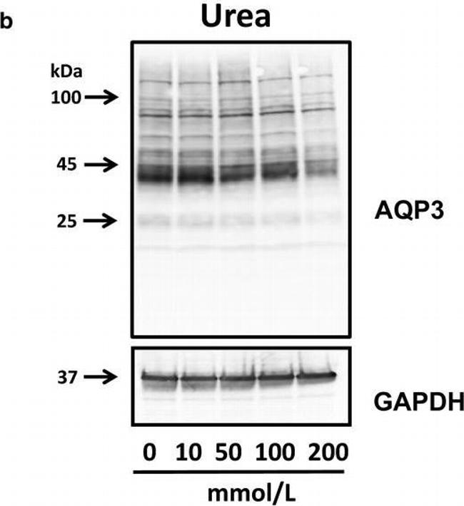 Mouse IgG (H+L) Secondary Antibody in Western Blot (WB)