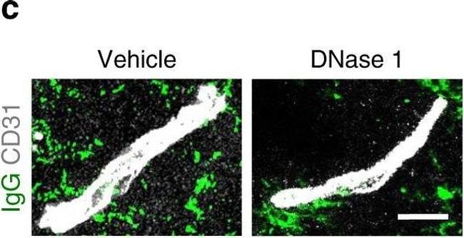 Mouse IgG (H+L) Highly Cross-Adsorbed Secondary Antibody in Immunohistochemistry (Frozen) (IHC (F))