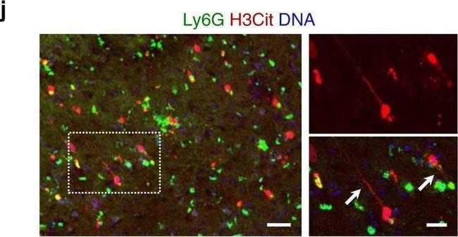 Rat IgG (H+L) Highly Cross-Adsorbed Secondary Antibody in Immunohistochemistry (Frozen) (IHC (F))