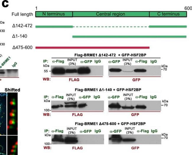 Mouse IgG (H+L) Secondary Antibody in Western Blot (WB)