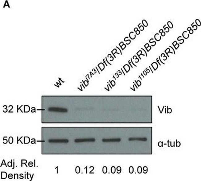 Rabbit IgG (H+L) Cross-Adsorbed Secondary Antibody in Western Blot (WB)