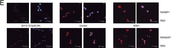 Mouse IgG (H+L) Cross-Adsorbed Secondary Antibody in Immunocytochemistry (ICC/IF)