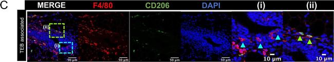 Rat IgG (H+L) Cross-Adsorbed Secondary Antibody in Immunohistochemistry (IHC)