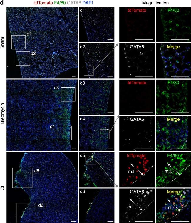 Rabbit IgG (H+L) Highly Cross-Adsorbed Secondary Antibody in Immunohistochemistry (PFA fixed) (IHC (PFA))