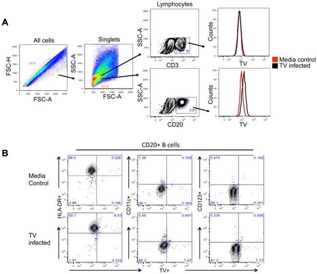 CD20 Antibody in Flow Cytometry (Flow)