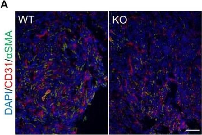 Rat IgG (H+L) Cross-Adsorbed Secondary Antibody in Immunohistochemistry (Frozen) (IHC (F))