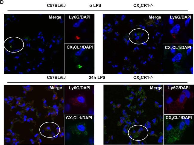 Rabbit IgG (H+L) Cross-Adsorbed Secondary Antibody in Immunocytochemistry (ICC/IF)