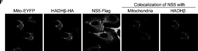 Rabbit IgG (H+L) Highly Cross-Adsorbed Secondary Antibody in Immunocytochemistry (ICC/IF)