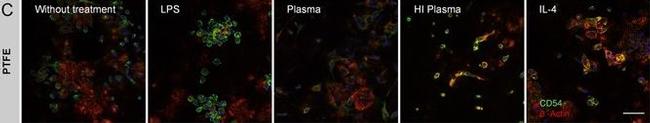 Mouse IgG (H+L) Highly Cross-Adsorbed Secondary Antibody in Immunohistochemistry (Paraffin) (IHC (P))