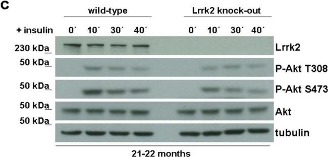 Sheep IgG (H+L) Secondary Antibody in Western Blot (WB)