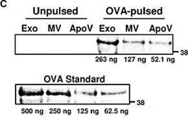 Rabbit IgG (H+L) Cross-Adsorbed Secondary Antibody in Western Blot (WB)