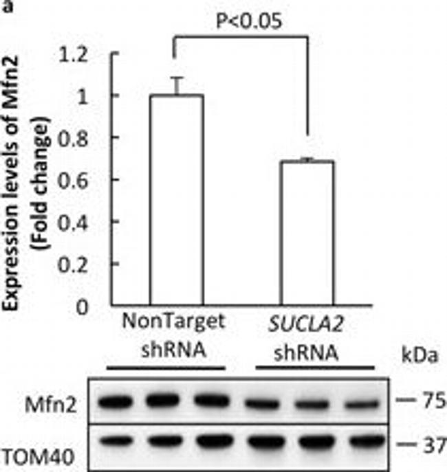 Mouse IgG (H+L) Secondary Antibody in Western Blot (WB)