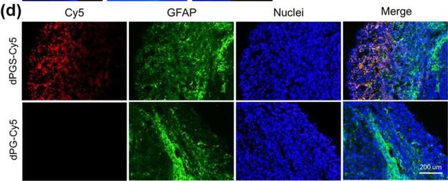 Rabbit IgG (Heavy chain) Secondary Antibody in Immunohistochemistry (PFA fixed) (IHC (PFA))