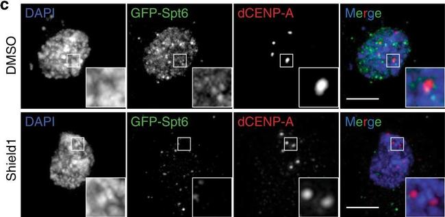 Mouse IgG (H+L) Cross-Adsorbed Secondary Antibody in Immunocytochemistry (ICC/IF)