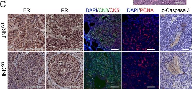 Rat IgG (H+L) Cross-Adsorbed Secondary Antibody in Immunohistochemistry (IHC)