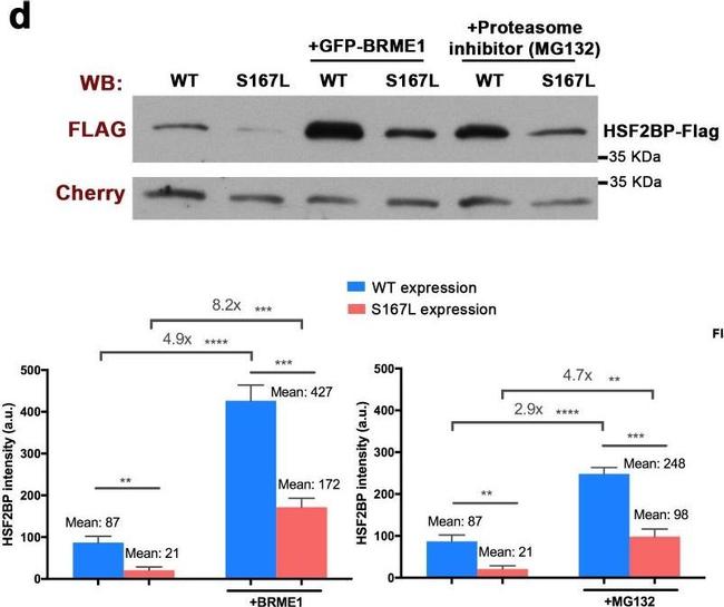 Mouse IgG (H+L) Secondary Antibody in Western Blot (WB)